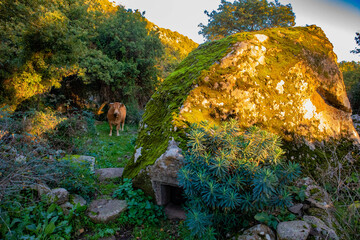 Nuraghe Dronnoro, comune di Fonni, provincia di Nuoro, Sardegna