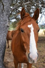 caballo primer plano cara marrón 