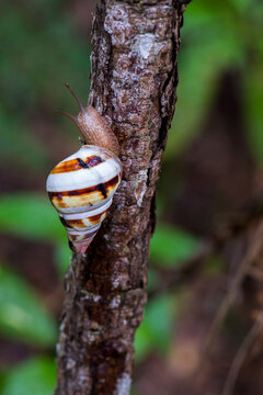 Selective of a liguus snail on a bark of a tree