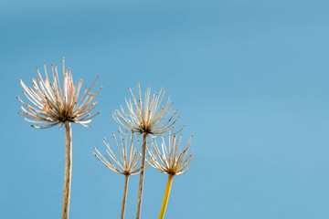 Allium seed heads on blue sky background