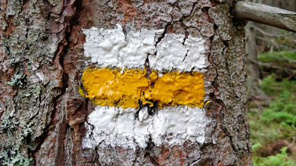 Yellow touristic direction sign painted on the trunk of the tree showing direction to the travelers of beautiful Slovakian national park.
