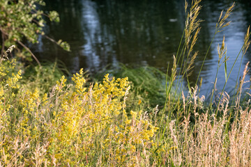 Picturesque bank of the river with flowers on summer day.