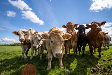 Cows create methane gas which contributes to global warming.