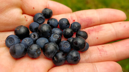 Freshly picked blueberries inside girl's hand.