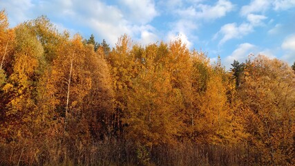 Fototapeta premium autumn in the forest
