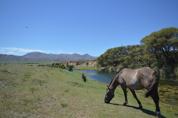 caballo yendo a comer 