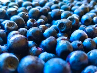 Detail of delicious freshly-picked blueberries.