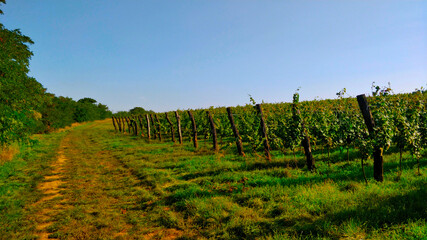 Fototapeta na wymiar South Moravian vineyard with ripe grapes on it. It's seen from access road. Thick stacks are there to hold ropes that vine uses do grow onto. It's early Autumn and the weather is very nice and pleasan