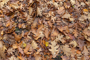 brown and yellow leaves on a hiking trail in the autumn on the forest floor