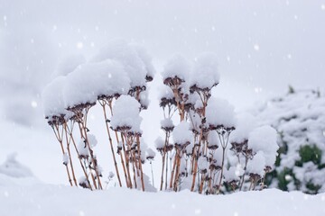 Garden in winter , landscape,  flowers sedum covered with snow