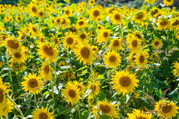 Naklejka premium Field of vibrant yellow blooming sunflowers 