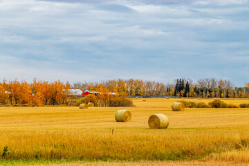 Hay bales wait for storing in a field. Red Deer County, Alberta, Canada