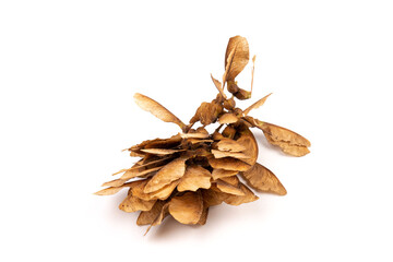 Ripe seeds of Amur maple, Acer ginnala, isolated on white background