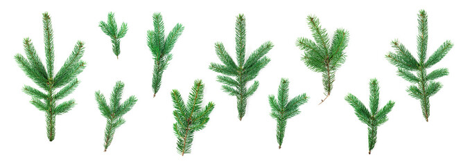 Collection of green fir tree branches isolated on white background.