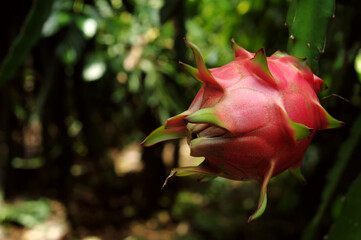 red dragon fruit