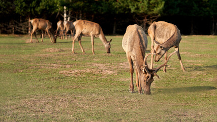 Naklejka na ściany i meble A male deer with a harem of females on a pasture in the forest. Selective focus. Copy space.