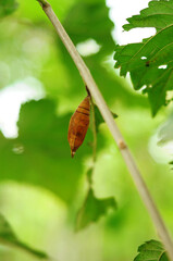cocoons on leaf