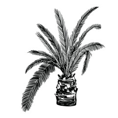 Palm tree. Realistic black silhouette of tropical palm bount