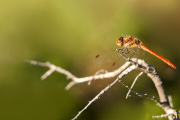 A red dragonfly sitting on a branch of a shrub. Selective focus. Copy space.