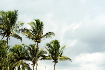 Fototapeta premium coconut palm trees against blue sky