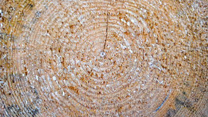 Detailed view on cut wood with obvious annual rings. The wood is part of the pilled up logs that waiting to be transported into the sawmill.