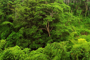 bamboo green moss in the forest