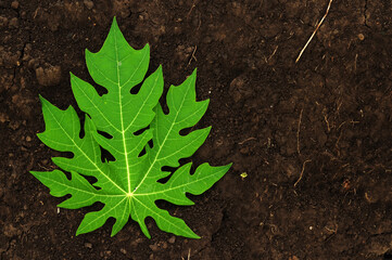 plant of papaya in soil