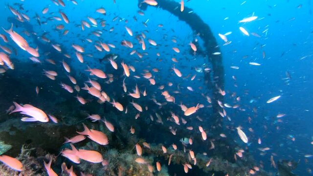 Red anthias fishes in a shipwreck 