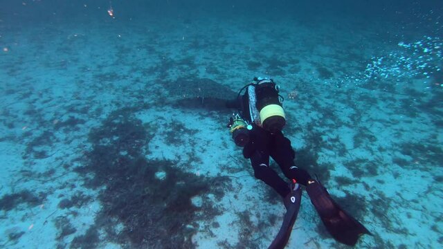Underwater scene - Scuba diver with a Mediterranean sea ray - Deep Scuba diving