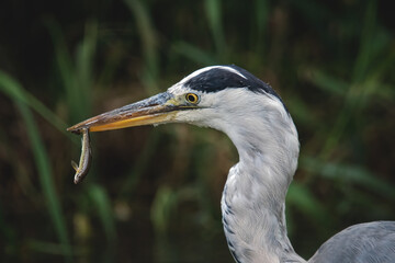 Graureiher mit Fisch im Schnabel