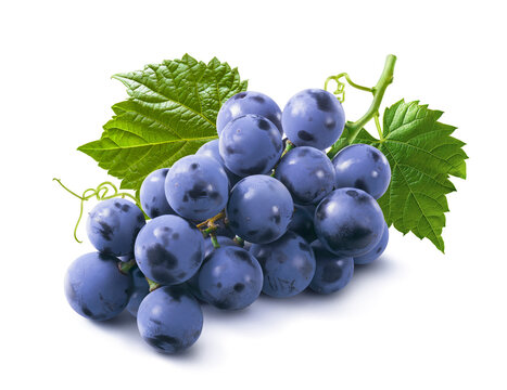 Cluster of blue grapes with leaves isolated on white background