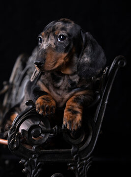 11 705 Best Merle Images Stock Photos Vectors Adobe Stock