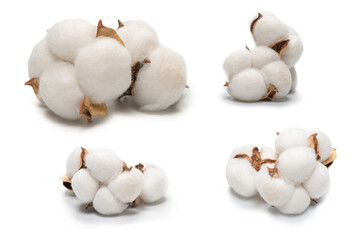 Cotton flower branch isolated on white background.