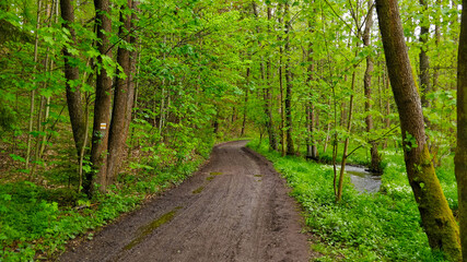 Natural track going through beautiful fresh forest made of beech trees. The park is located in South Bohemia in the abandoned silver mining ground. The road is a bit muddy.