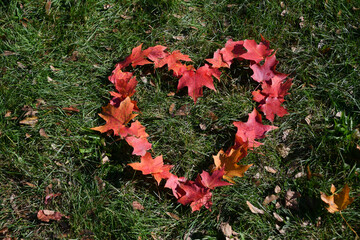 Colorful autumn leaves in a heart shape