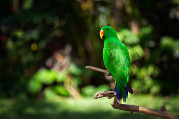 A green male noble parrot (eclectus) sits on a tree branch. Bird park. Ubud. Bali.