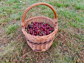 Fototapeta na wymiar Basket full of freshly picked cherries standing on the grass. The basket is made of twigs.