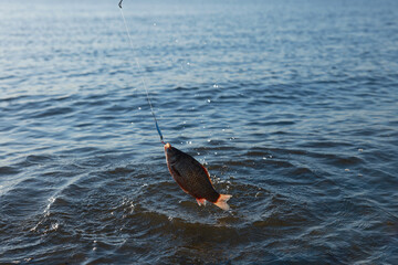 Catching fish on hook in river. Fishing day