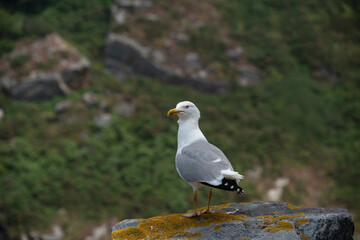Gaviota descansando sobre una roca