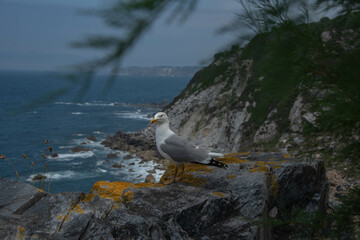 Gaviota descansando cerca de la costa