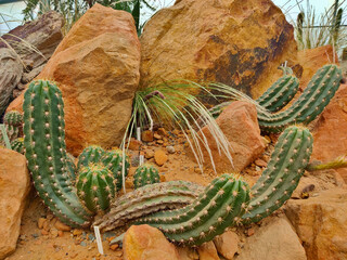 South American cactus on the brown rocky background. The plant is green with tiny prickles.