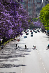 Menschen auf einer Radtour genießen einen Frühlingstag in Buenos Aires. Jacaranda-Bäume blühen entlang der Libertador Avenue
