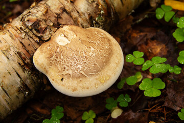 natural background a tree mushroom on a tree trunk