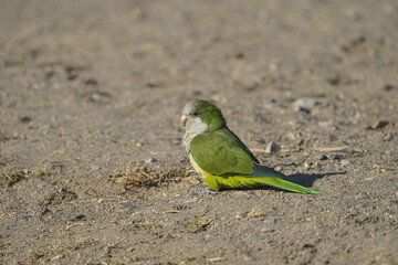 Monk Parakeet (Myiopsitta monachus), invasive bird species.