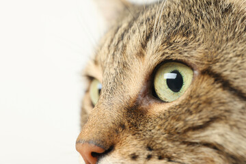 Closeup view of tabby cat with beautiful eyes on light background