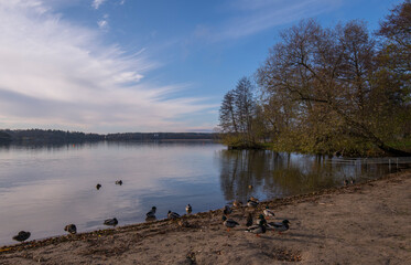 Naklejka premium Autumn color full view over a beach with mallards in Stockholm