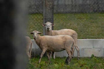 Rebaño de ovejas pastando