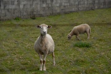 Rebaño de ovejas pastando
