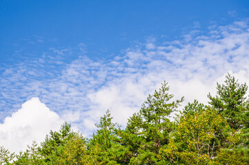 青木ヶ原樹海の木と青空