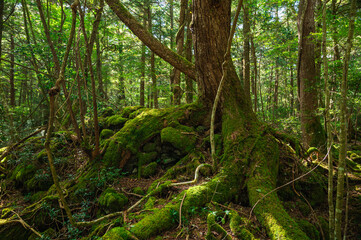 秋の青木ヶ原樹海